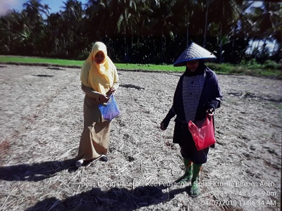 TEKNIK PENANAMAN JAGUNG