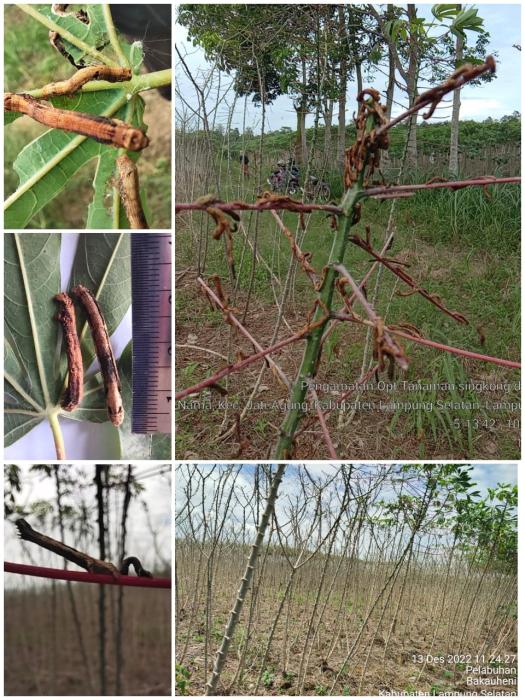 ULAT JENGKAL: HAMA SEKUNDER YANG BISA MENJADI HAMA UTAMA UBIKAYU
