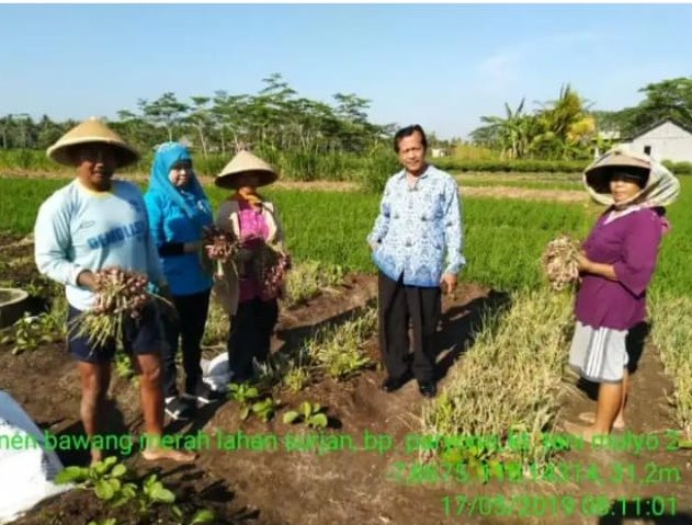Lahan Surjan, Kearifan Lokal Yang Menguntungkan