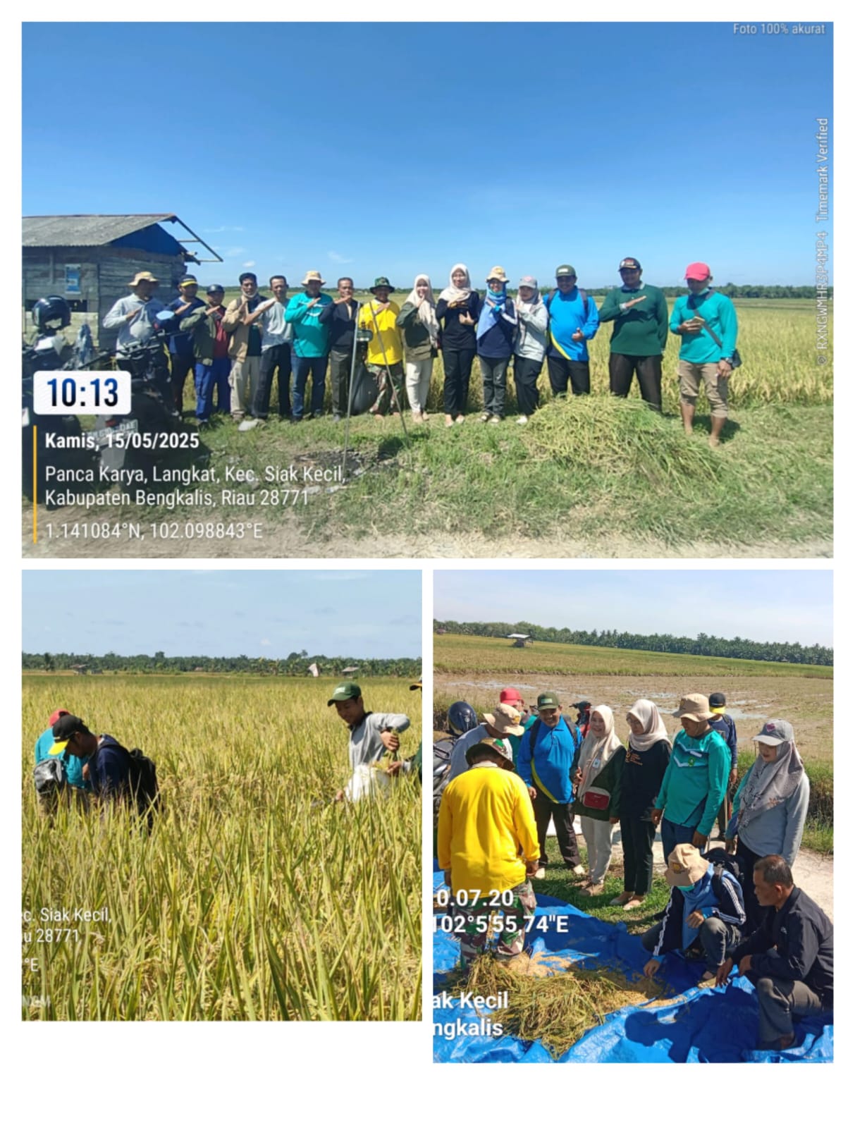Pengambilan Ubina Padi Bersama Tim Bps Provinsi Riau 