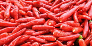 MENANAM CABE DI RUMAH