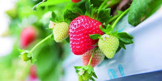 Cara Menanam Strawberry di Polybag Halaman Rumah