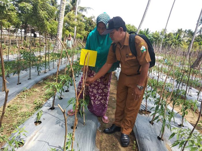 Pngendalian Opt Ramah Lingkungan Pada Tanan Cabe