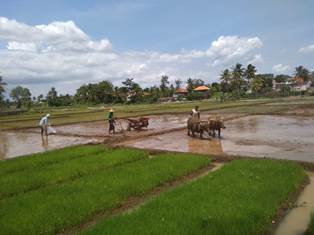 UPAYA MENINGKATKAN PRODUKTIVITAS PADI MELALUI BUDIDAYA PADI HIBRIDA 
