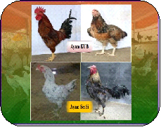 MENGENAL JENIS AYAM KAMPUNG UNGGUL BALITBANGTAN