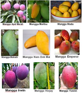 MANGGA UNGGUL MANCA NEGARA SUDAH BANYAK DIKEMBANGKAN DI INDONESIA