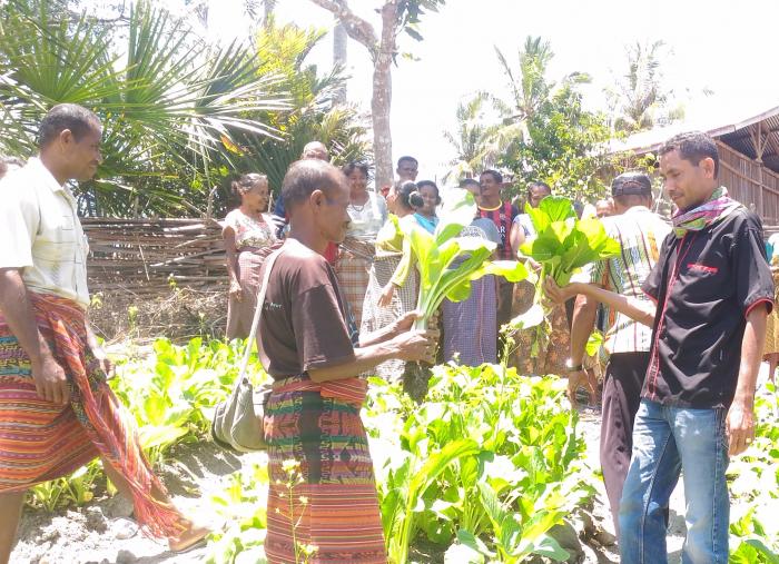 Penanganan Panen Dan Pasca Panen Sayur Organik  