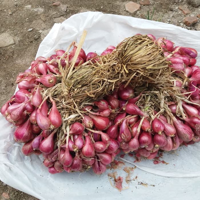 TEKNOLOGI BUDIDAYA BAWANG MERAH (Allium ascalonicum)