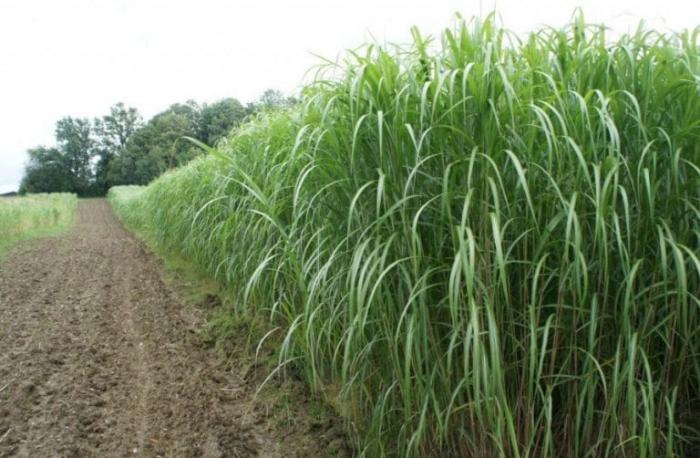 PENGELOLAAN TANAMAN TERPADU JAGUNG