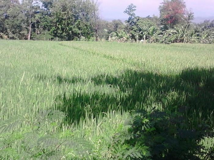 Budidaya Padi Sawah