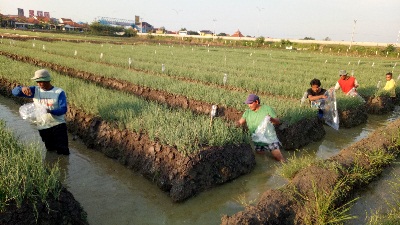 PENGENDALIAN FISIK DAN BIOLOGI  PADA BAWANG MERAH