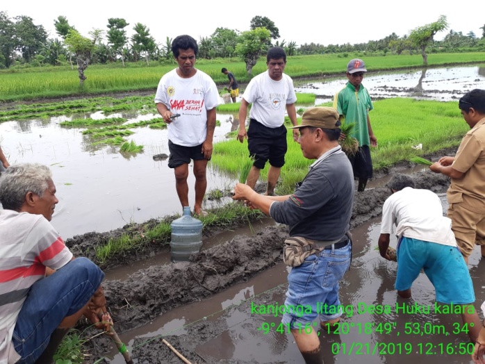 GELIAT TANAM PADI  POLA SRI DI BALAI PENYULUHAN PERTANIAN PERIKANAN DAN KEHUTANAN (BP3K) LAMBANAPU KECAMATAN KAMBERA KABUPATEN  SUMBA TIMUR PROVINSI NTT