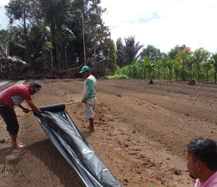 Budidaya Bawang Merah