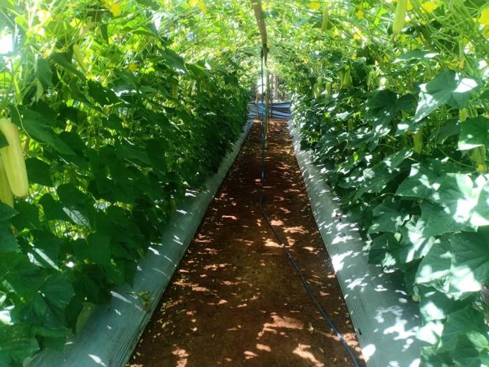 Bercocok Tanam Timun