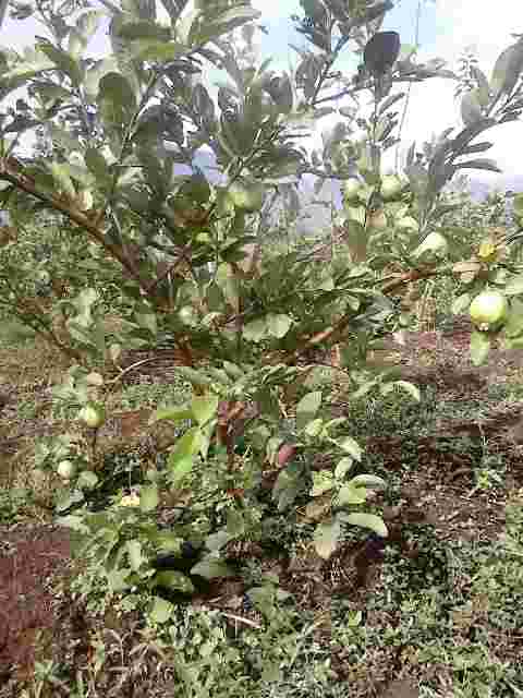 Agrowisata Jambu Kristal Di Desa Wonoroto, Kec Ngombol Kab Purworejo