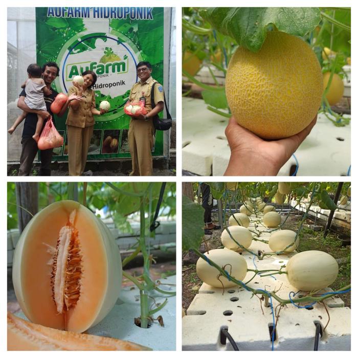 Budidaya Melon Hidroponik