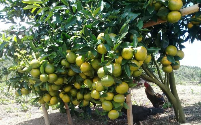 PENGELOLAAN TANAMAN TERPADU (PTT) JERUK 