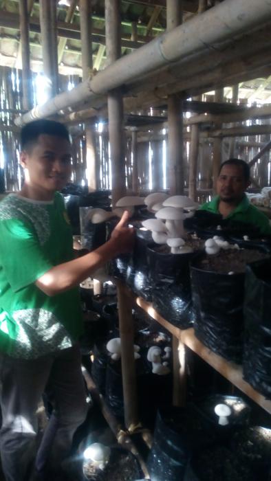 prospek budidaya jamur susu