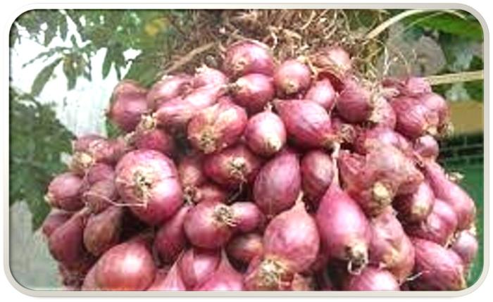 UKURAN UMBI DAN VARIETAS BAWANG MERAH