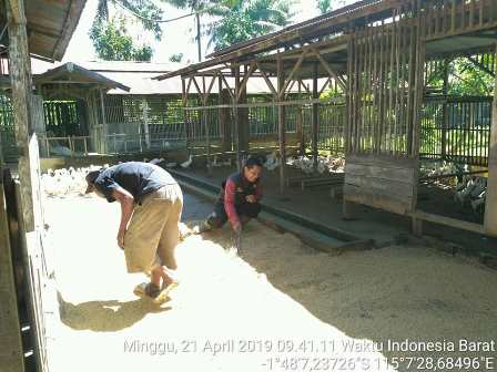 pengembangan Bebek Organik Syariah (BOS) yang dikonsep dengan Sistem Pertanian Terpadu (SPT) 