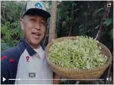 Mengenal Barbagai Manfaat Bunga Pepaya Untuk Kesehatan