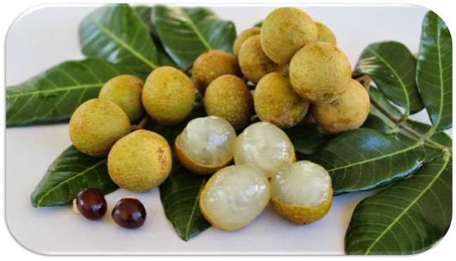  KUR KHUSUS UNTUK PENGEMBANGAN  PERKEBUNAN RAKYAT