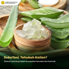 Manfaat Tanaman Lidah Buaya 