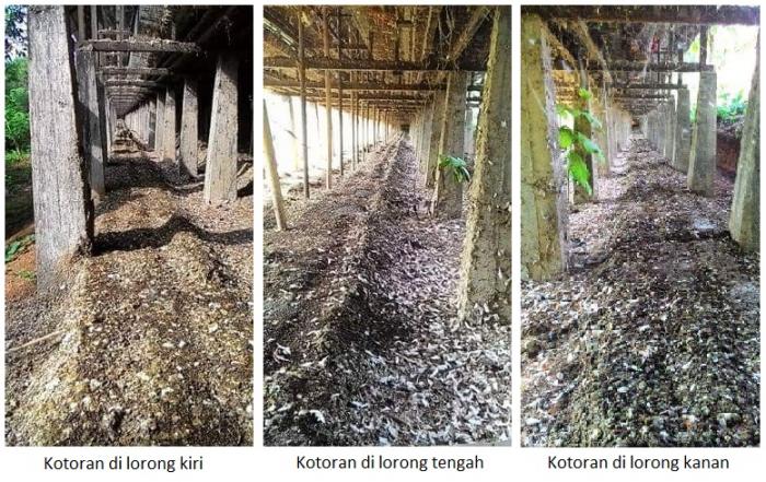 Cara Membuat Pupuk Organik Padat dari Kotoran Ayam