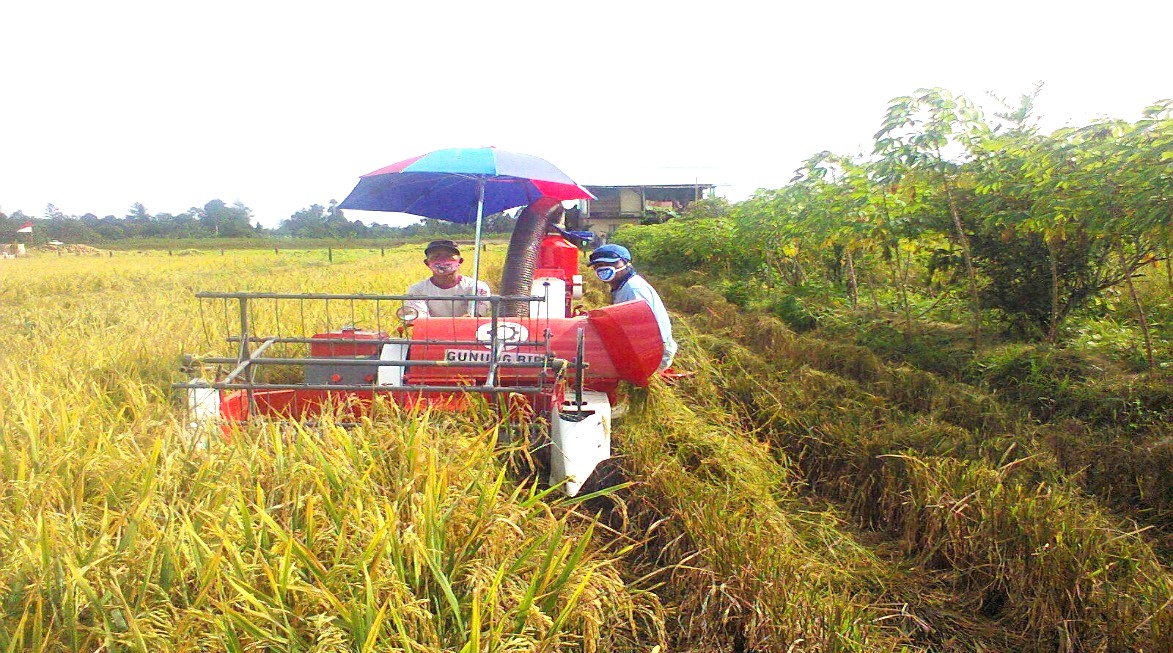 Kolaborasi Petani Penyuluh Hasilkan Panen Distrik Mariat, Kabupaten Sorong, Papua Barat Daya