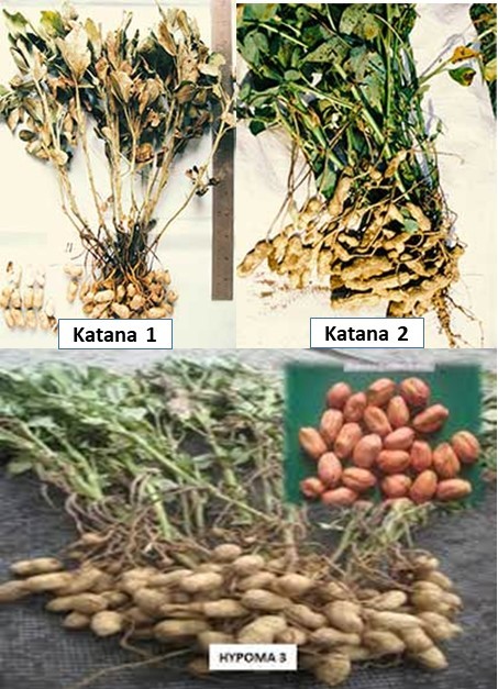 VARIETAS UNGGUL KACANG TANAH BERDAYA HASIL TINGGI DAN TAHAN PENYAKIT LAYU BAKTERI