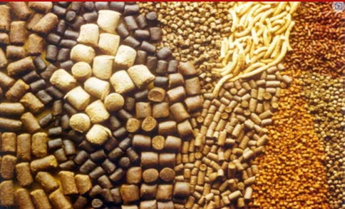 TINGKATKAN  STAMINA TUBUH DI MUSIM PANCAROBA  DENGAN KONSUMSI  BUAH-BUAHAN YANG  MENGANDUNG VITAMIN C TINGGI