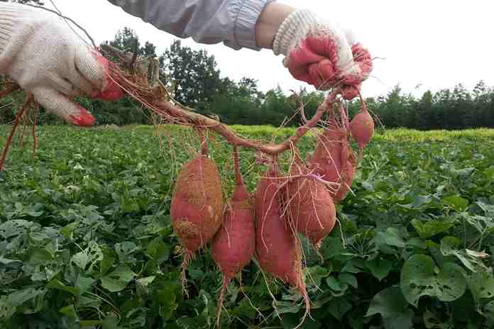 Peran Penyuluh Pertanian dalam Memperlancar Program Makan Siang Gratis