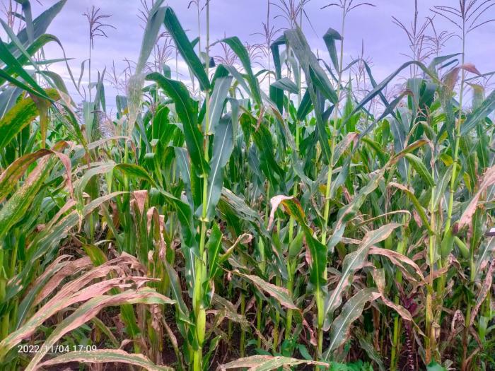 Teknik Budidaya Lavender 