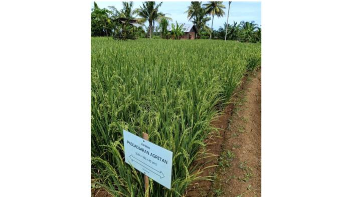 PRODUKTIVITAS PADI GENJAH  PADJADJARAN AGRITAN DAN CAKRABUANA AGRITAN