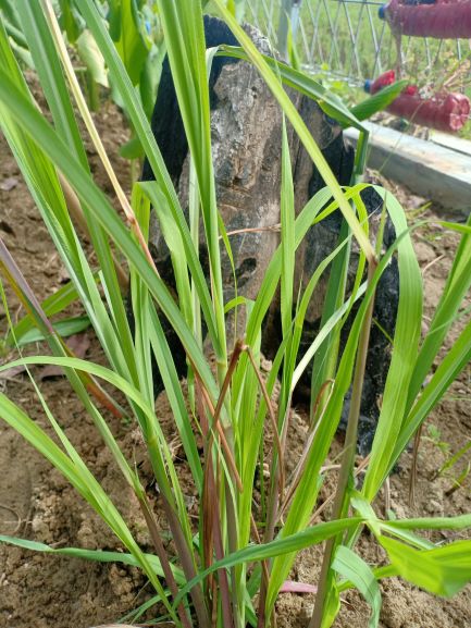 SERAI WANGI BAIK UNTUK USIR HAMA