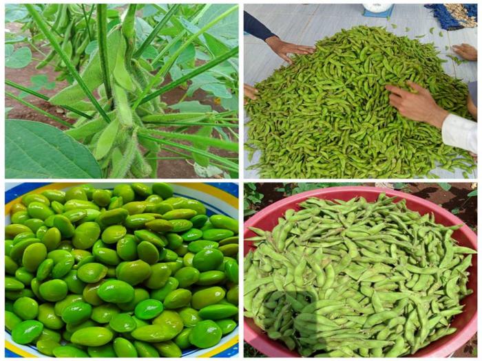 Pengenalan Varietas Unggul Baru (VUB) Edamame Varietas Biomax 1 dan Biomak 2
