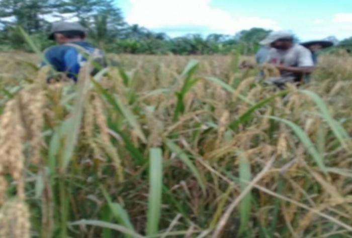 Pandemi Corona Bukan Penghalang Petani Halmahera Barat Panen Padi Ladang