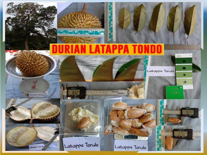 Keunggulan dan Potensi Pengembangan SDG Durian Lokal Latappa tondo Ã¢â‚¬Â di Sulawesi Barat