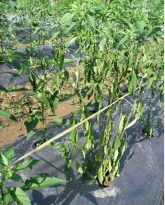 Pengendali Layu Fusarium  Dengan Tricodherma