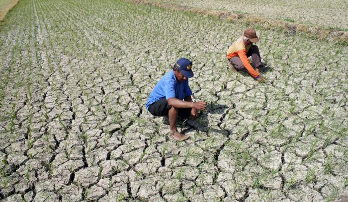 Menyiasati Lahan Kering Sawah
