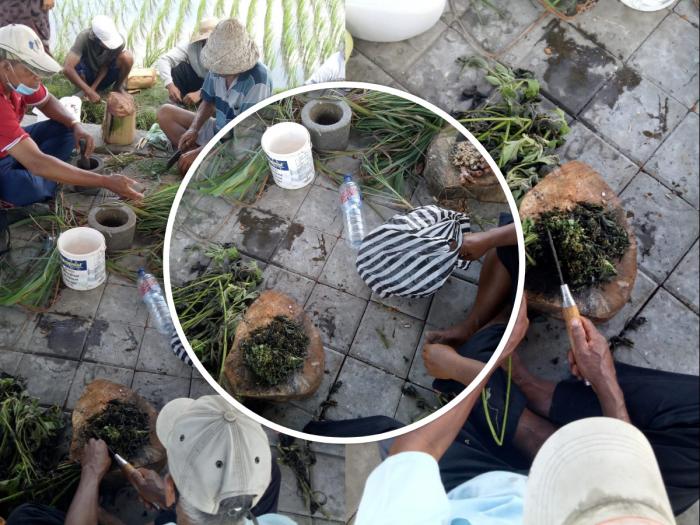 BIMBINGAN TEKNIS MENUJU PADI ORGANIK BAGI PETANI DI KECAMATAN DENPASAR TIMUR