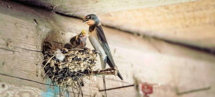 PENCEGAHAN PENYAKIT ANTHRAK