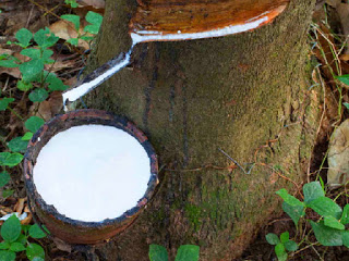 Getah Karet yang Benar 