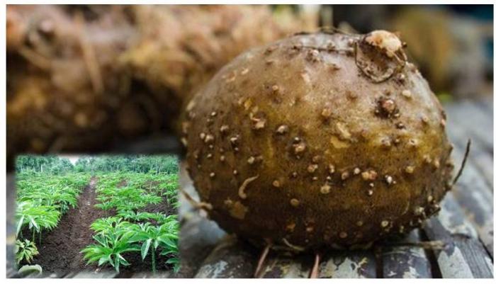 Budidaya Porang "si Hitam" yang menjanjikan