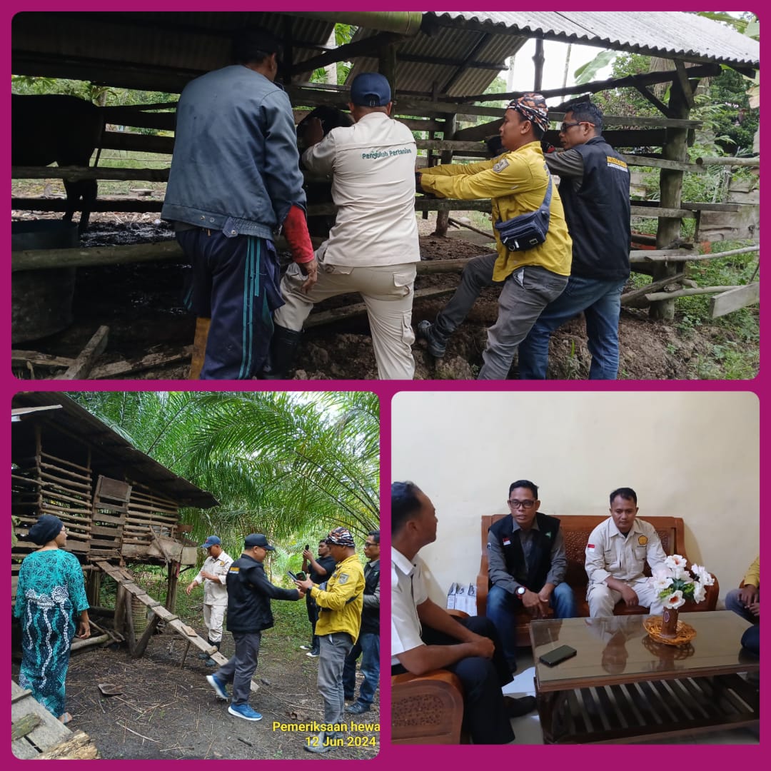 Pemeriksaan Kesehatan Hewan Kurban Bersama Tim Bidang Peternakan dan Kesehatan Hewan dan Paramedis Dinas Tanaman Pangan Hortikultura dan Peternakan