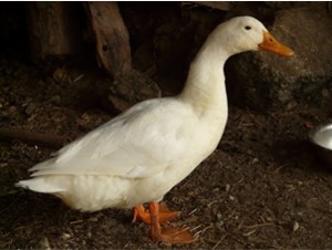 BUDIDAYA TERNAK BEBEK PEKING