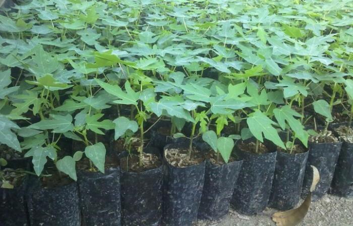 PEMBIBITAN PEPAYA KALIPORNIA