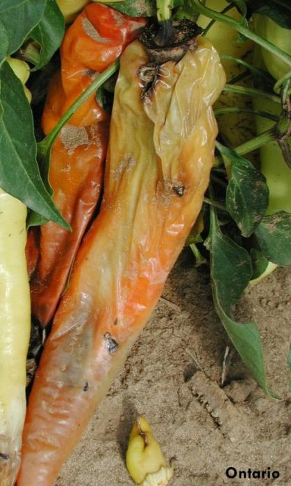 Mengendalikan Hama Lalat Buah Pada Tanaman Cabai