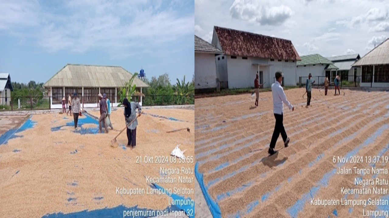 PERAN  PETANI PENANGKAR DALAM MENUNJANG  STANDAR OPRASIONAL PROSEDUR  PERBENIHAN