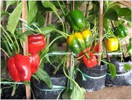PEMELIHARAAN TANAMAN PAPRIKA